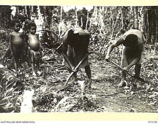 NEW GUINEA. 1944-04-03. VILLAGE NATIVES CLEARING THE TRACK BETWEEN CAMP 88 AND JAP LADDER CAMP FOR THE 23RD LINE SECTION, 18TH LINES OF COMMUNICATION SIGNALS, ON THE ROUTE FROM OWERS' CORNER TO ..