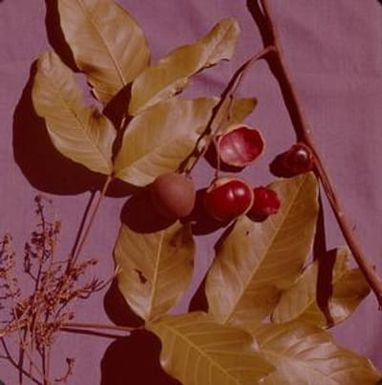 [Alectryon macrococcus close-up in Kunia Camp, United States]