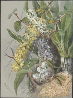 White orchid (Myrmecodia hydnophytum), Papua New Guinea, 1916? Ellis Rowan