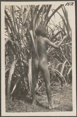 Boy cutting young sugarcane, New Britain Island, Papua New Guinea, probably 1916
