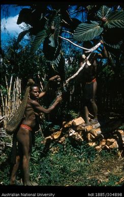 Pulling leaves from a Bread Fruit Tree