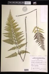 Pityrogramma calomelanos var. aureoflava