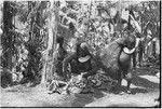 Pig festival, pig sacrifice, Tsembaga: small girl wearing shell valuable carries net bag full of bark for lining above ground ovens