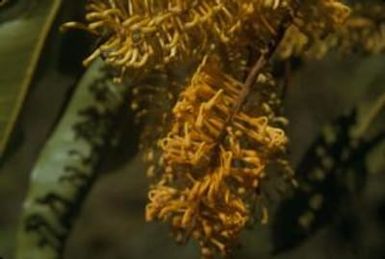 [Finschia chlorzantha close-up from Sarwaket Range, Papua New Guinea]