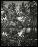 Job 5717: Mackinlay, Winnacker, McNeil, Yap Villages (Yap, Micronesia), 1979