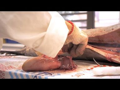 How to extract organs from a swordfish l Pacific Fish biosampling