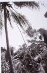 Nevinbong downs a coconut