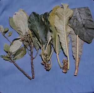 [Cyanea tritomantha close-up from ‘Ōla‘a, United States]