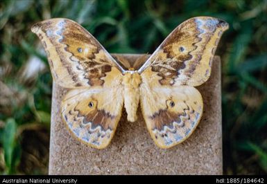 Collection John Barret - male Emperor Moth, 4" wingspan