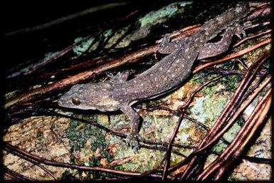 Hemidactylus garnotii