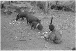 Feeding pigs