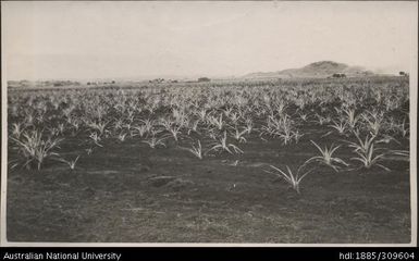 Planted stumps from Wai-Dau