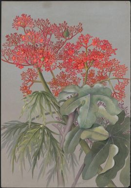 [Unidentified flowers, New Guinea] Ellis Rowan