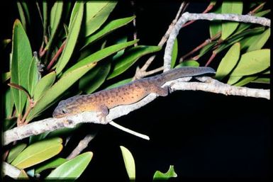 Gecko sp.