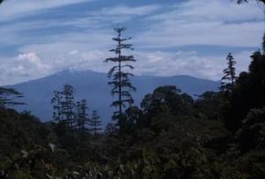 [Landscape of plants and mountains, Papua New Guinea]