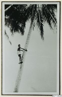 ["palm, fotografi, photograph"]