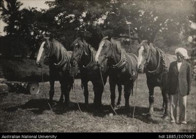 Rarawai Agricultural Show