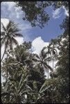 Gardening: banana trees, coconut and betel nut (areca) palms