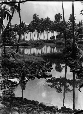 [Tropical landscape]