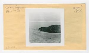 [Seal in Hawaii, envelope IE31-119]