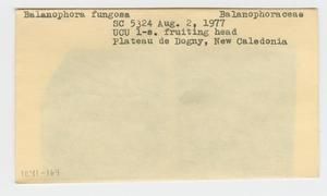 [Balanophora fungosa in New Caledonia, envelope IE41-164]