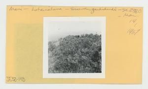 [Scaevola gaudichaudiana in Hawaii, envelope IE32-148]