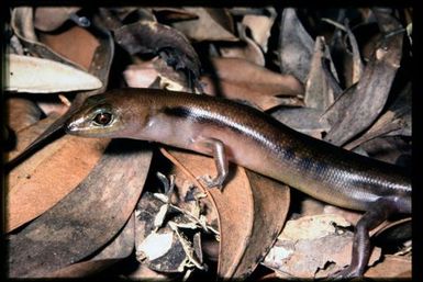 Skink sp.