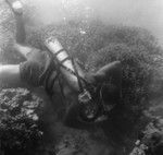 Underwater field work off Vava'u, Tonga