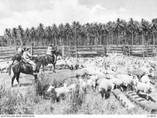 1943-05-11. NEW GUINEA. MILNE BAY. ARMY STOCKMEN DROVING SHEEPS INTO PENS AT MILNE BAY SLAUGHTER YARDS. (NEGATIVE BY N. BROWN)