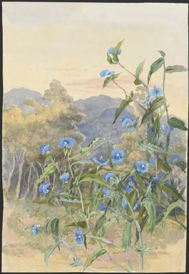 Commelina cyanea R.Br., family Commelinaceae, Papua New Guinea, 1916? [Ellis Rowan]