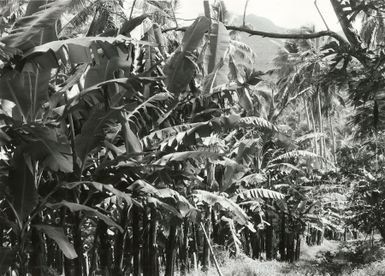 Pacific Islands - Cook Islands - Rarotonga - Agriculture