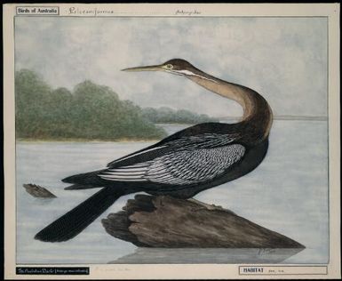The Australian darter, Anhinga novaehollandiae (Gould, 1847), 1939 / E. Gostelow