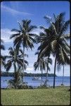 Palm trees and the sea, Makira