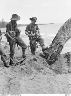 AITAPE-WEWAK SECTOR, NEW GUINEA. 1945-04-26. CPL L. JONES (1), AND PTE J. MOANE (2), MEMBERS OF 2/3 INFANTRY BATTALION LOOKING AT THE DAMAGE DONE TO THE BASE OF A TREE BY BESA MACHINE-GUN BURSTS ..