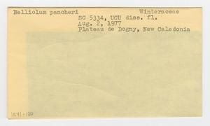 [Belliolum pancheri in New Caledonia, envelope IE41-180]