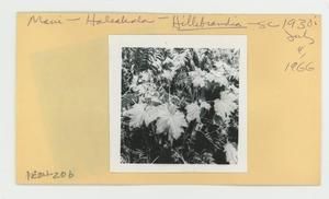 [Hillebrandia in Hawaii, envelope IE24-206]