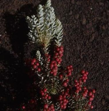[Styphelia tameiameiae close-up on Saddle Road, United States]
