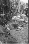 Pig festival, pig sacrifice, Tsembaga: men prepare pits lined with banana leaves