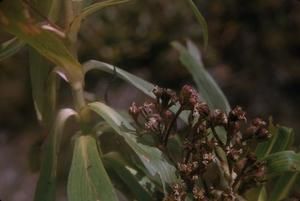 [Dubautia paleata close-up from Alakai Swamp Trail, United States]