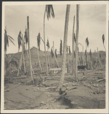 Coconut plantation devasted by volcanic eruption, near Rabaul, New Guinea, 1937 / Sarah Chinnery