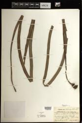 Haplopteris scolopendrina