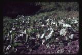 New Caledonia. Taro patch on hillside terrace