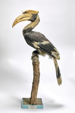 ["Buceros bicornis"]