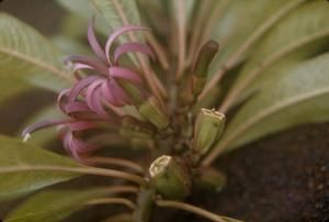 [Clermontia montis loa close-up near Kulani Correctional Facilty, United States]