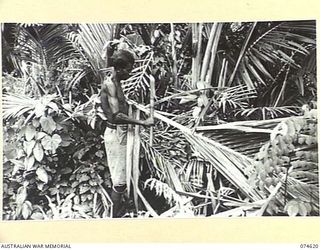 BASAMA-LAE AREA. NEW GUINEA. 1944-07-13. A BASAMA NATIVE STRIPPING THE LEAVES FROM SAGO PALM FRONDS IN A SWAMP NEAR THE VILLAGE. THESE LEAVES WILL BE USED TO THATCH HUTS IN THE AUSTRALIAN AND ..