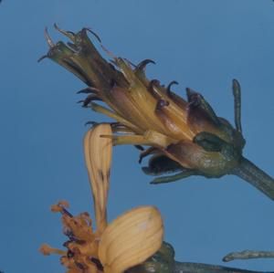 [Bidens macrocarpa close-up from Konahuanui Peak, United States] BRIT-A-AR003-012-02-145