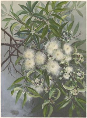 Syzygium tierneyanum (F.Muell.) T.G.Hartley & L.M.Perry, family Myrtaceae, 1916 / Ellis Rowan