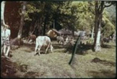 Ann Rappaport and village cattle, Orufere, Moorea