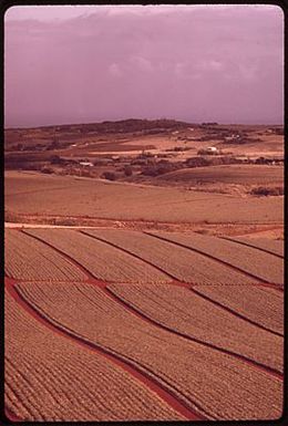 PINEAPPLE FIELDS. ABOUT ONE THIRD OF MOLOKAI'S RESIDENTS ARE CONNECTED WITH PINEAPPLE PRODUCTION, BUT PLANTING WILL CEASE IN 1975 WATER IS A CRITICAL PROBLEM. OTHER CROPS, SUCH AS SORGHUM, PAPAYA AND VEGETABLES ARE SUGGESTED AS AN ALTERNATIVE TO PINEAPPLE