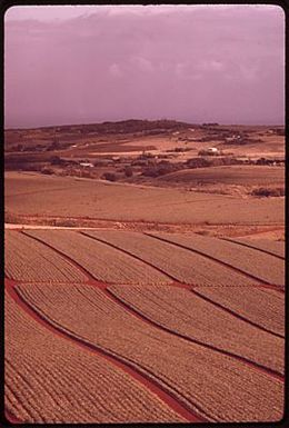 PINEAPPLE FIELDS. ABOUT ONE THIRD OF MOLOKAI'S RESIDENTS ARE CONNECTED WITH PINEAPPLE PRODUCTION, BUT PLANTING WILL CEASE IN 1975 WATER IS A CRITICAL PROBLEM. OTHER CROPS, SUCH AS SORGHUM, PAPAYA AND VEGETABLES ARE SUGGESTED AS AN ALTERNATIVE TO PINEAPPLE